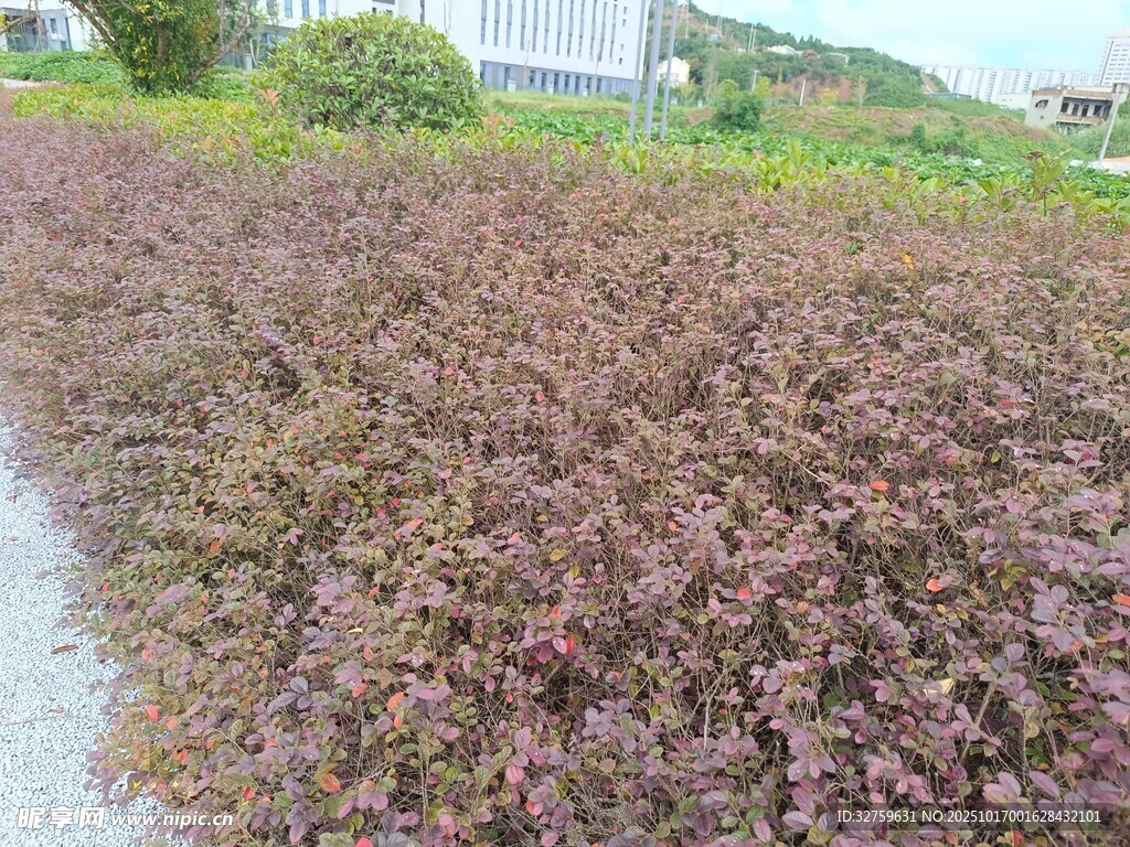 紫色植物景观