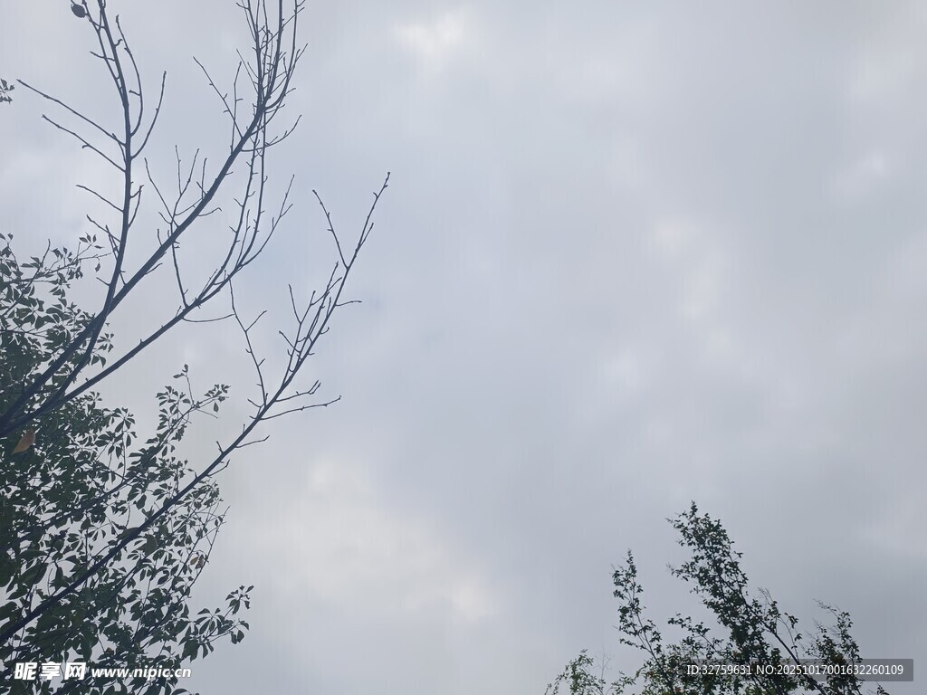 树梢之上的灰白天空