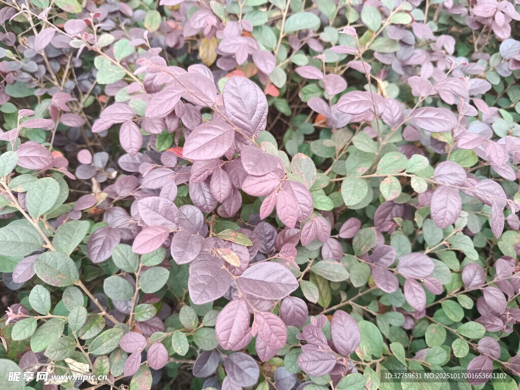 紫叶小檗植物特写