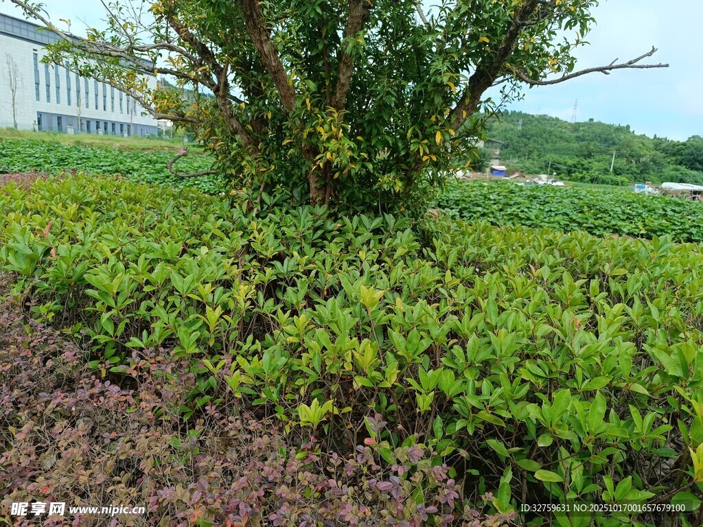 绿意盎然的园林植物景观