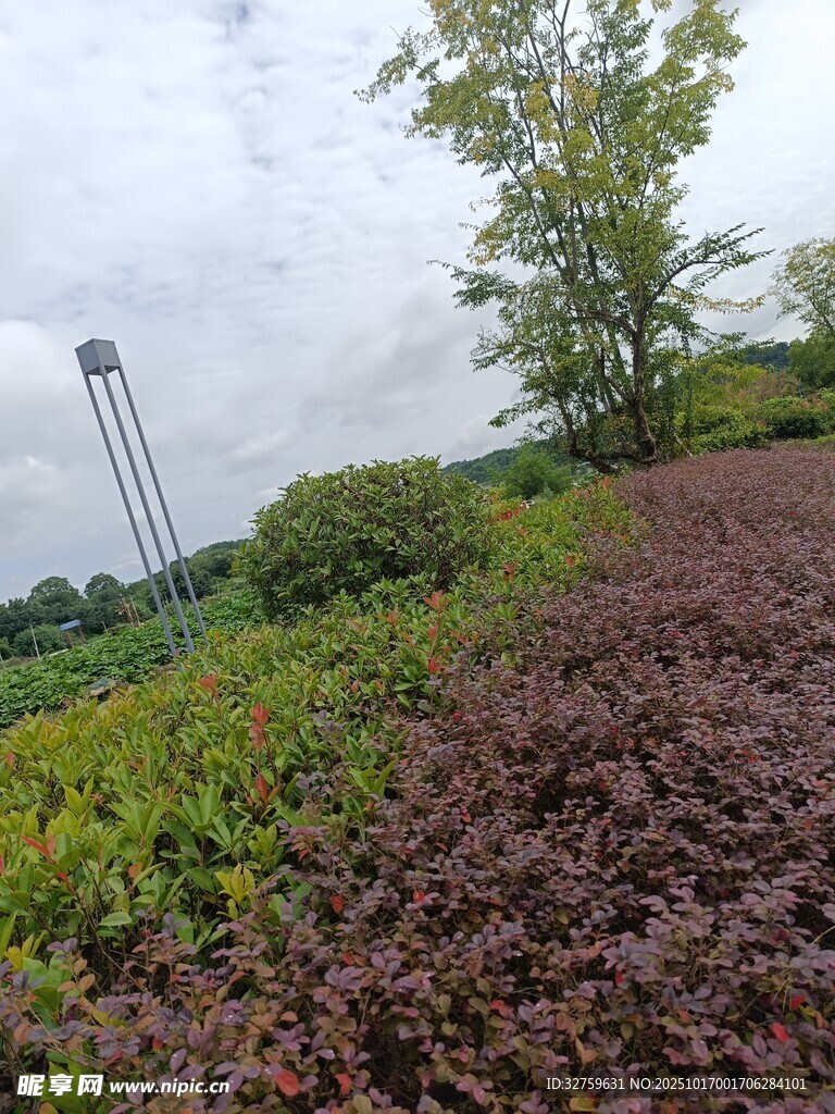 田园风光中的绿植与水塔