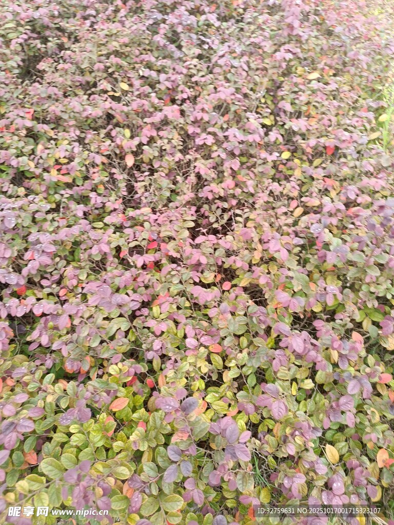 多彩斑斓的植物景观