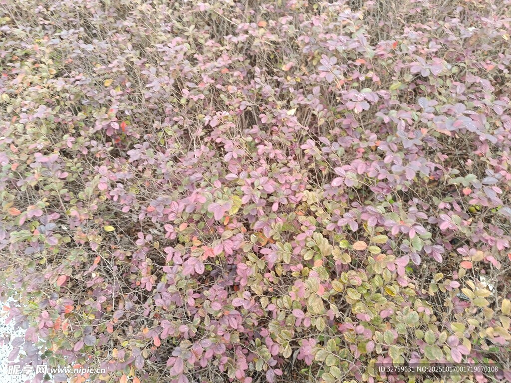 粉色与绿色交织的植物景观