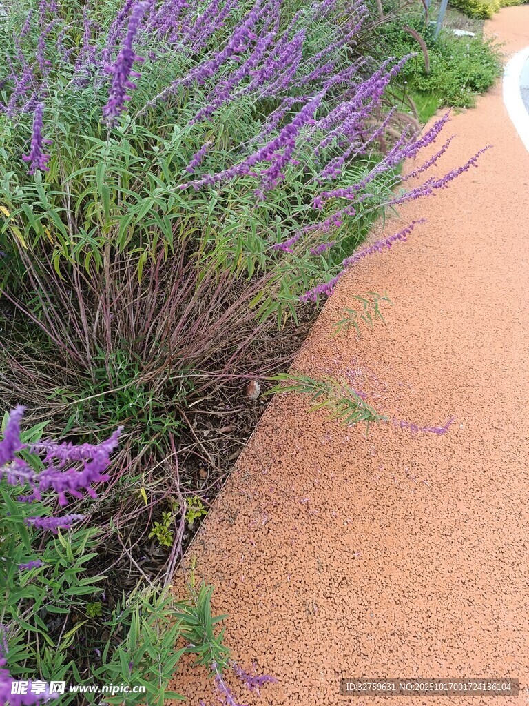 路边紫色花卉景观