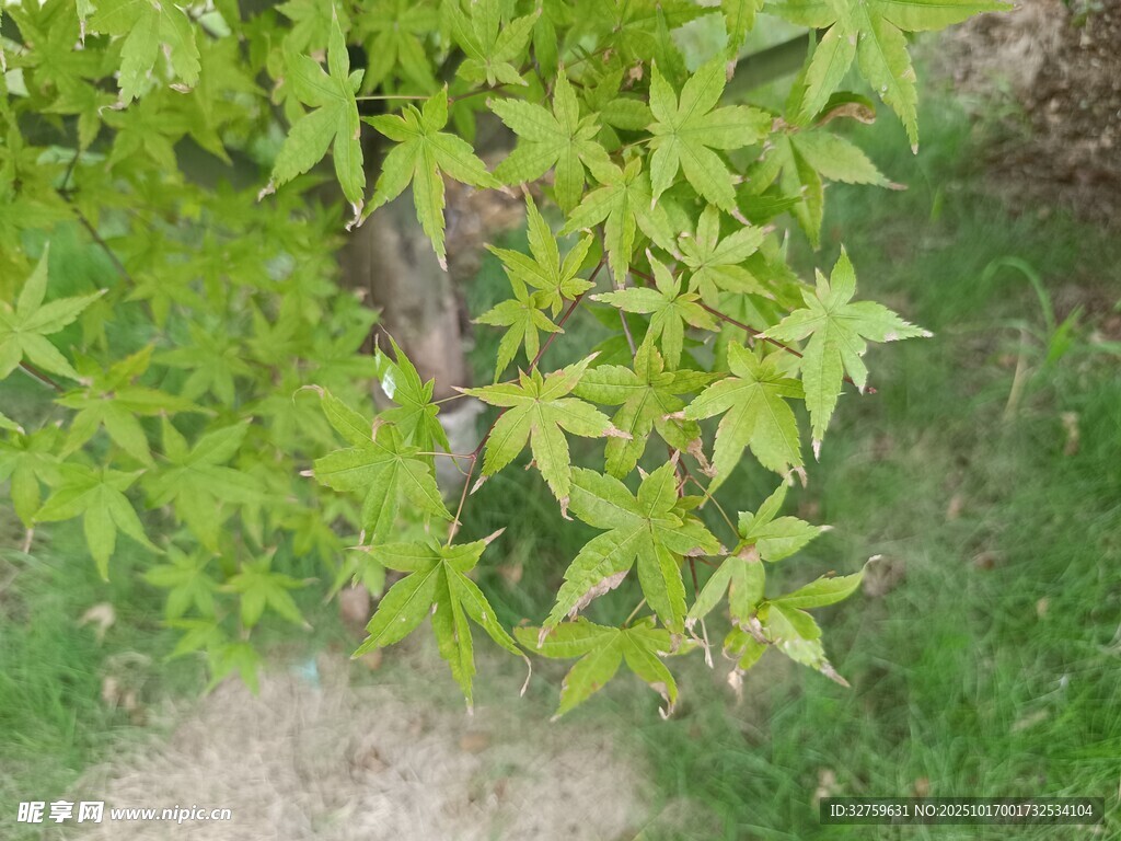 嫩绿枫叶特写
