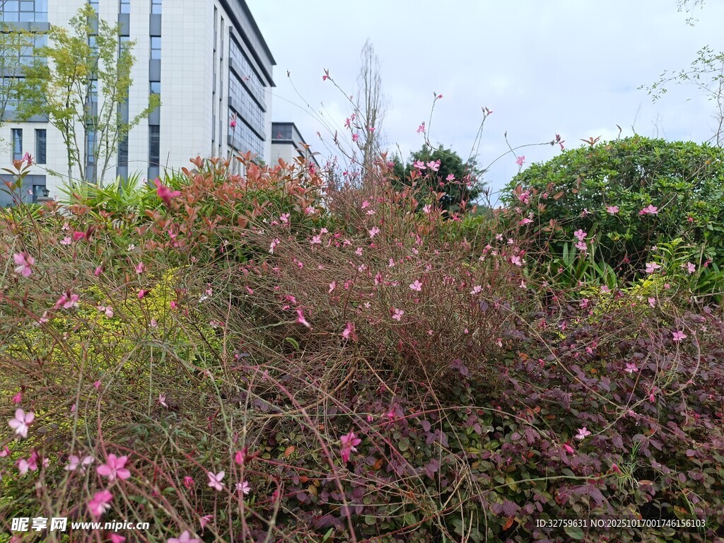 户外多彩花草与建筑景观