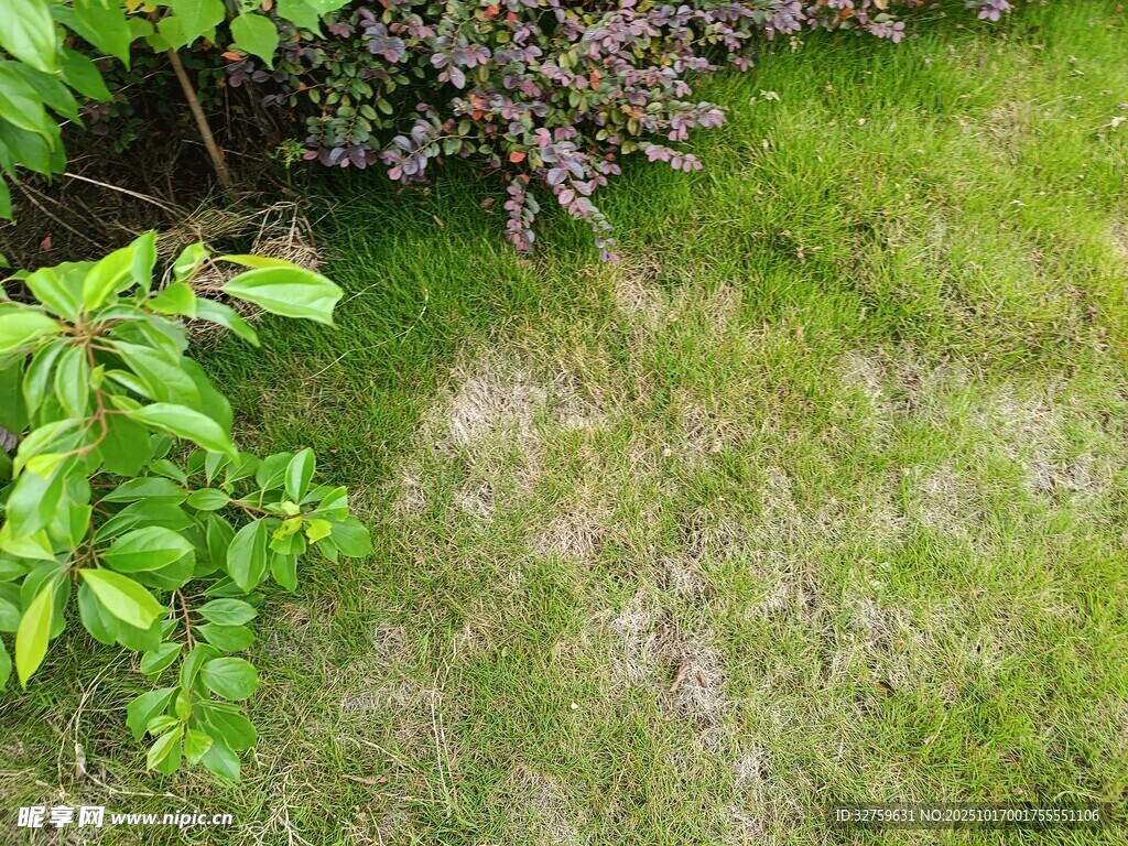 草地与绿植景观