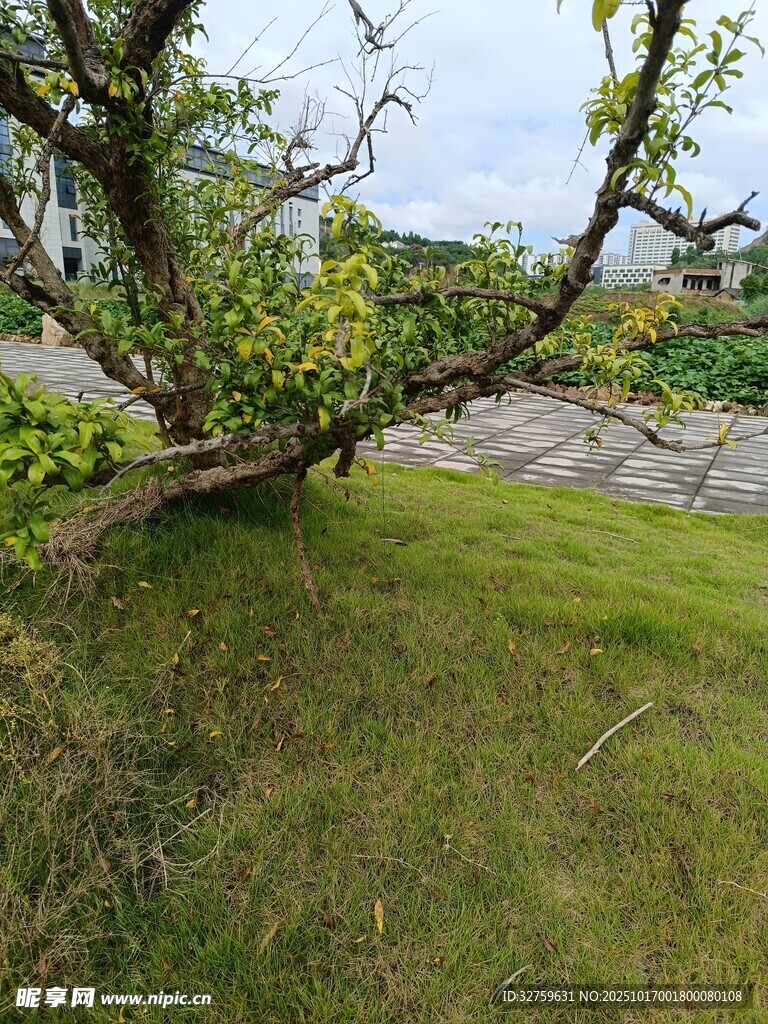 庭院中倾斜生长的绿树