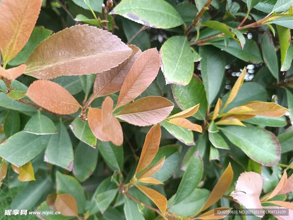 多彩叶片的植物特写