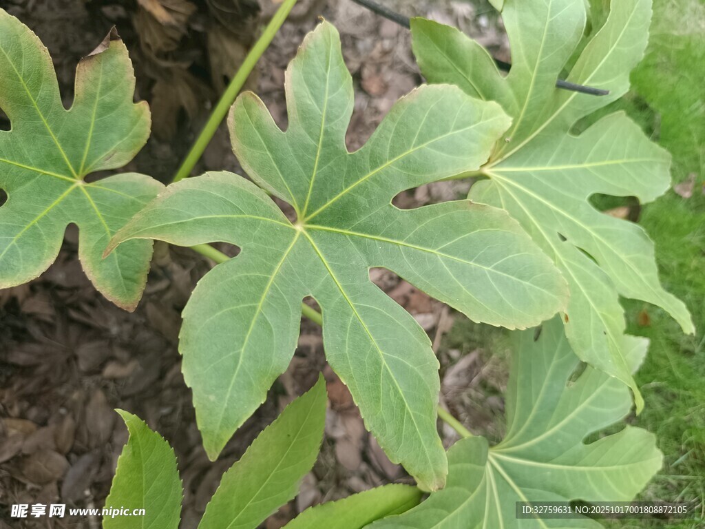 绿叶植物特写