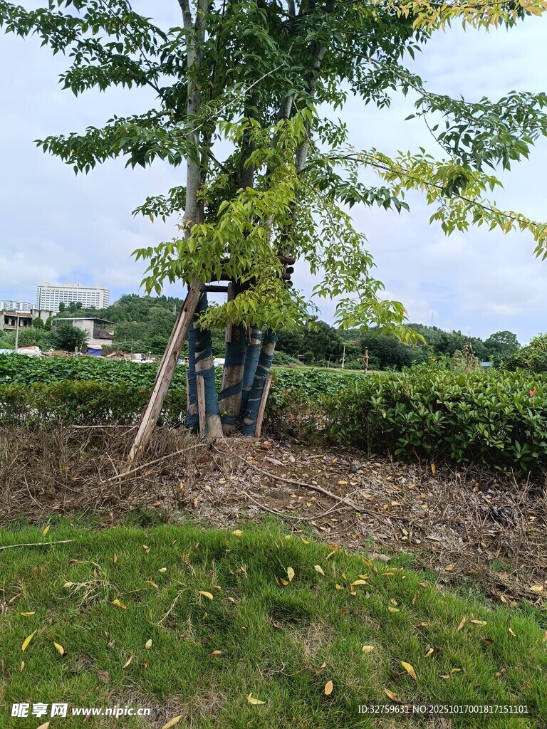 户外绿树环绕的静谧场景