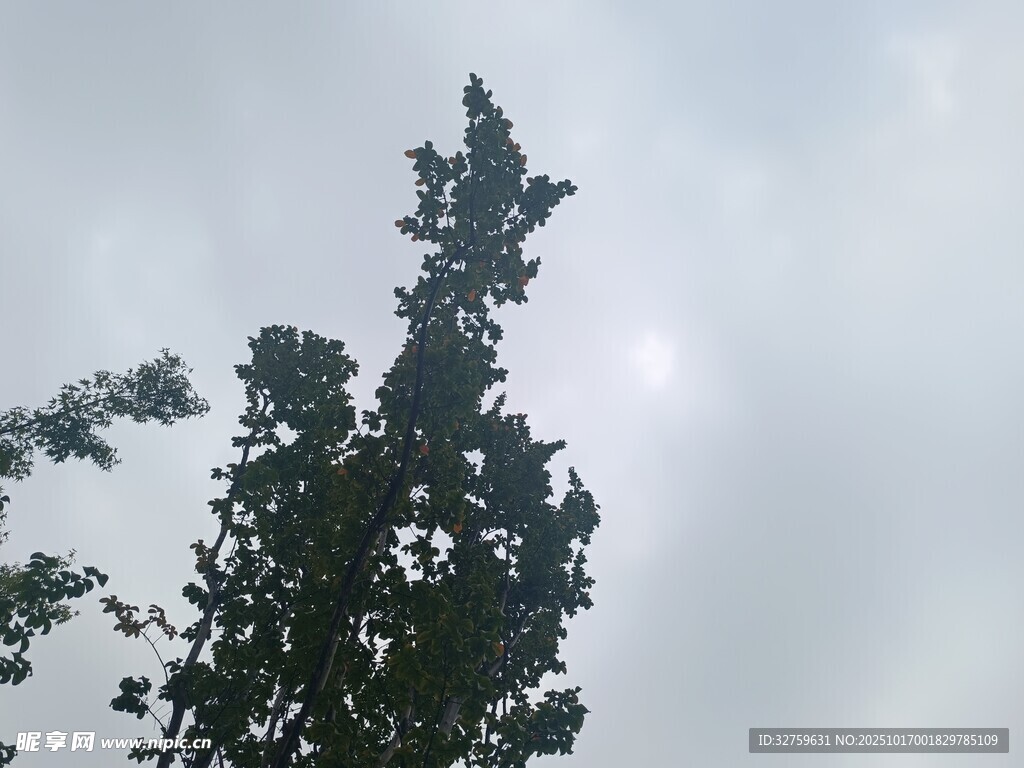 高耸树木与朦胧天空