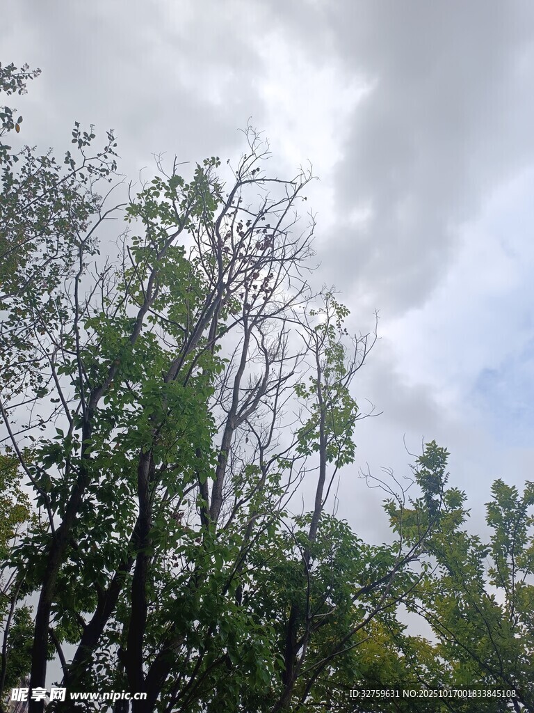 天空下的繁茂绿树