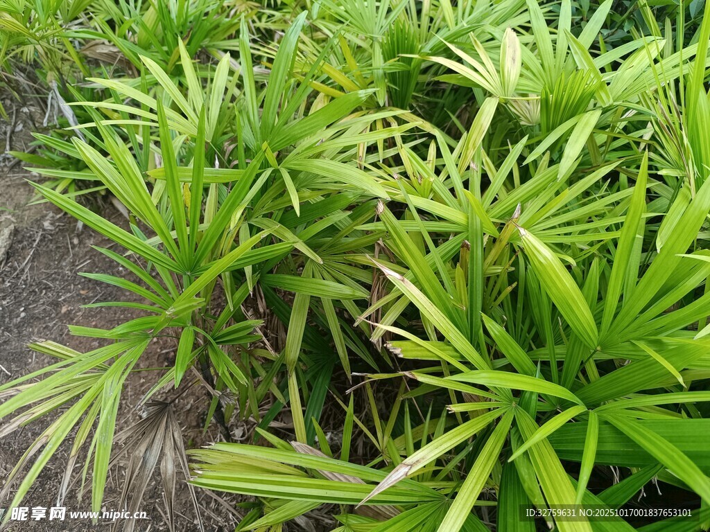 翠绿繁茂的丛生绿植