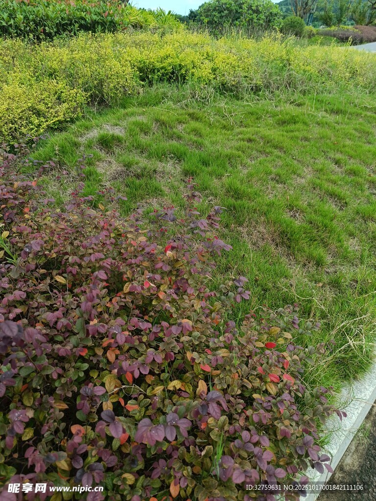 多彩植物景观