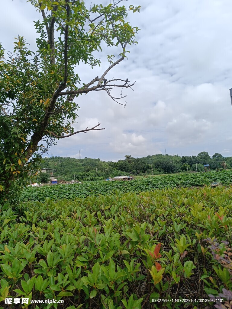 田野绿意盎然的自然景象