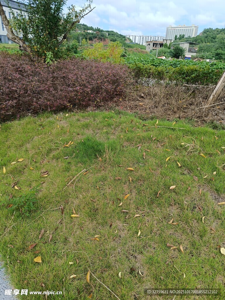 户外草地绿植景观