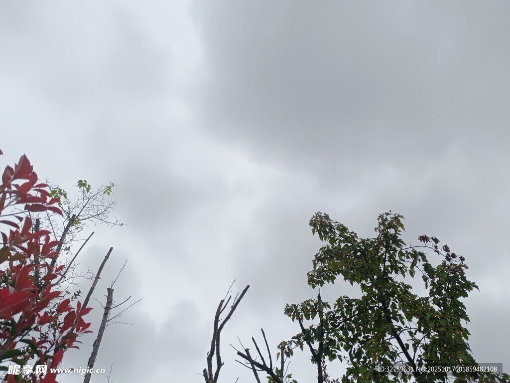 天空下的多彩树木