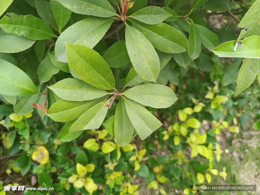 绿叶黄花植物景观