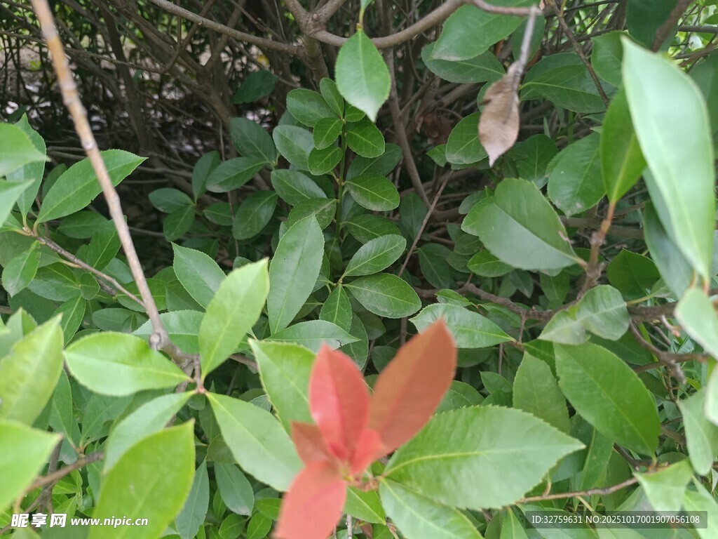 绿叶丛中一点红