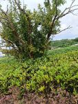 野外繁茂绿植景观