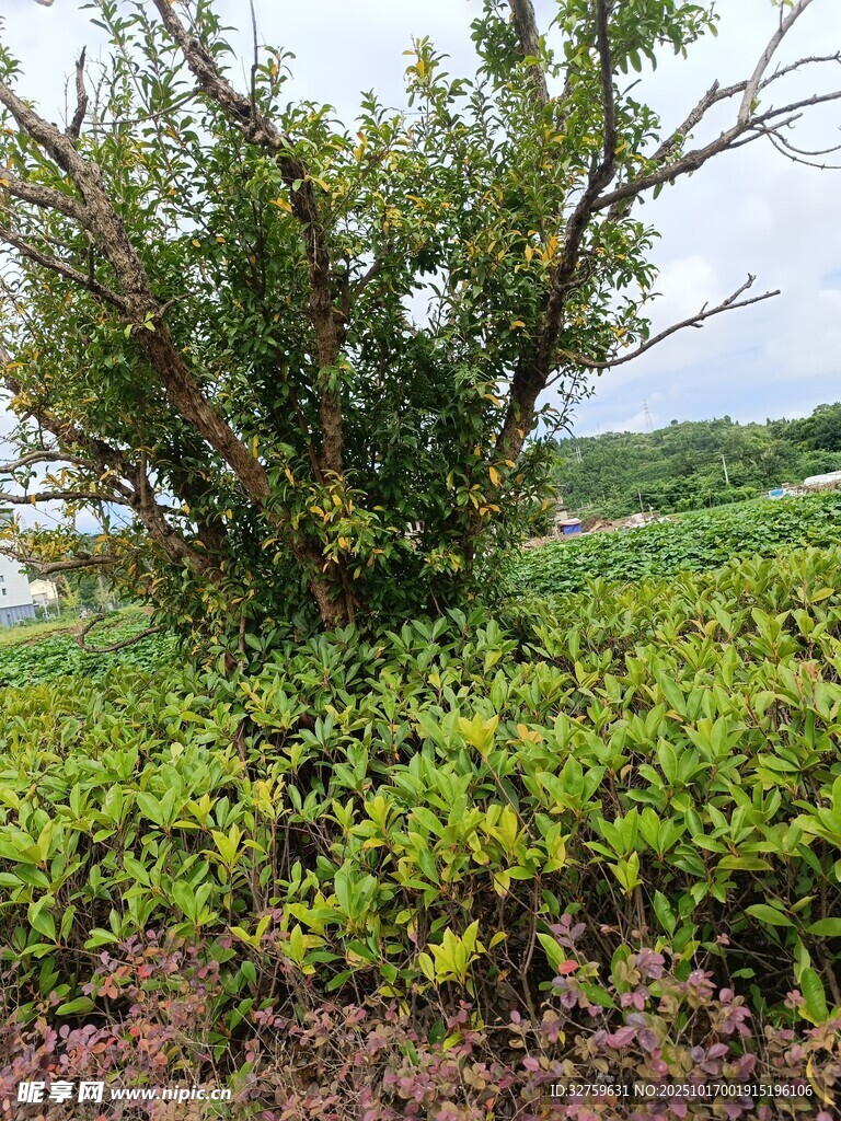 野外繁茂绿植景观