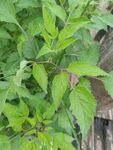 绿叶繁茂的植物景象