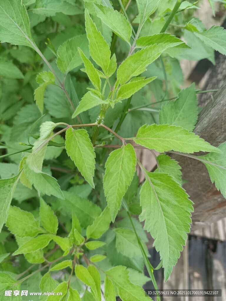 绿叶繁茂的植物景象