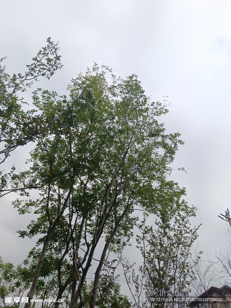 户外绿树景致