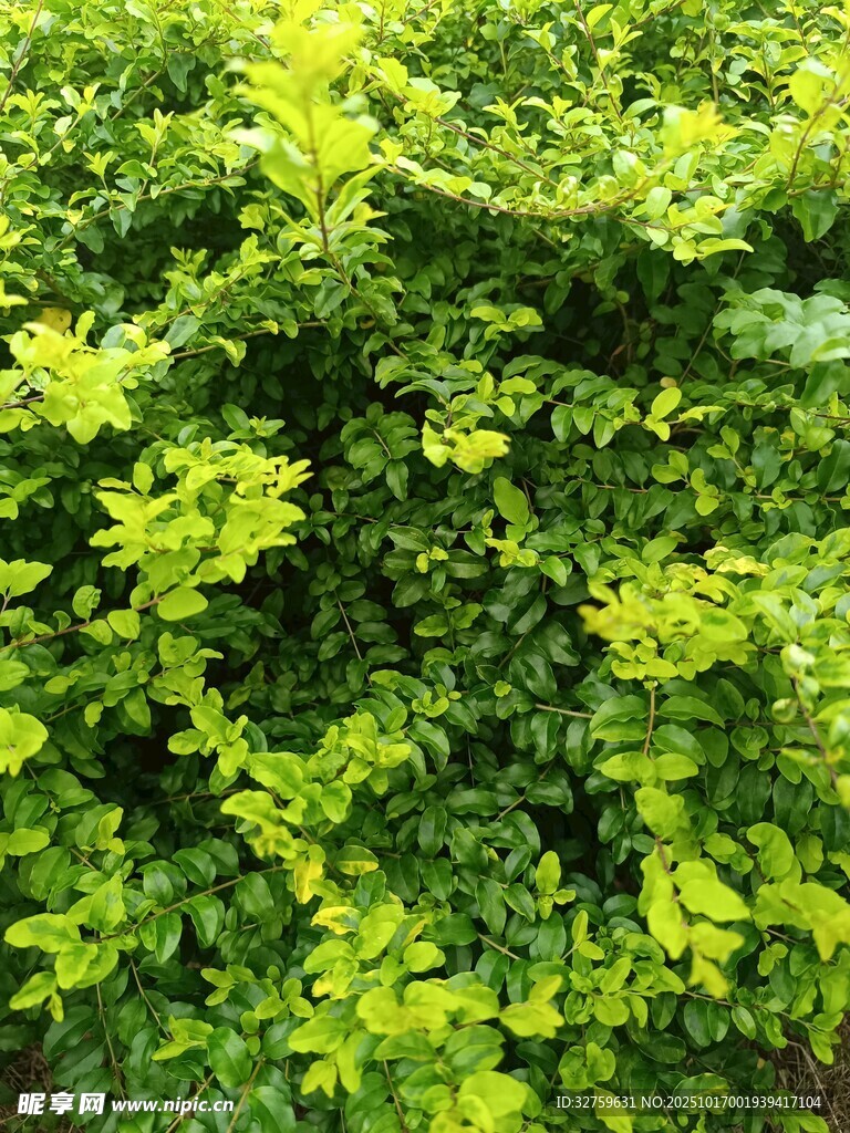 翠绿繁茂的植物景观
