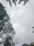 仰视树木与天空景象