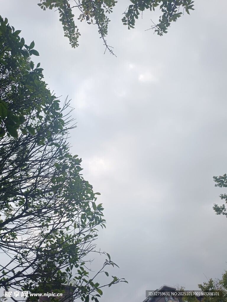 仰视树木与天空景象