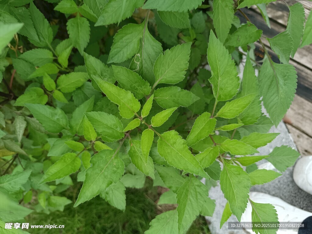 绿叶植物特写