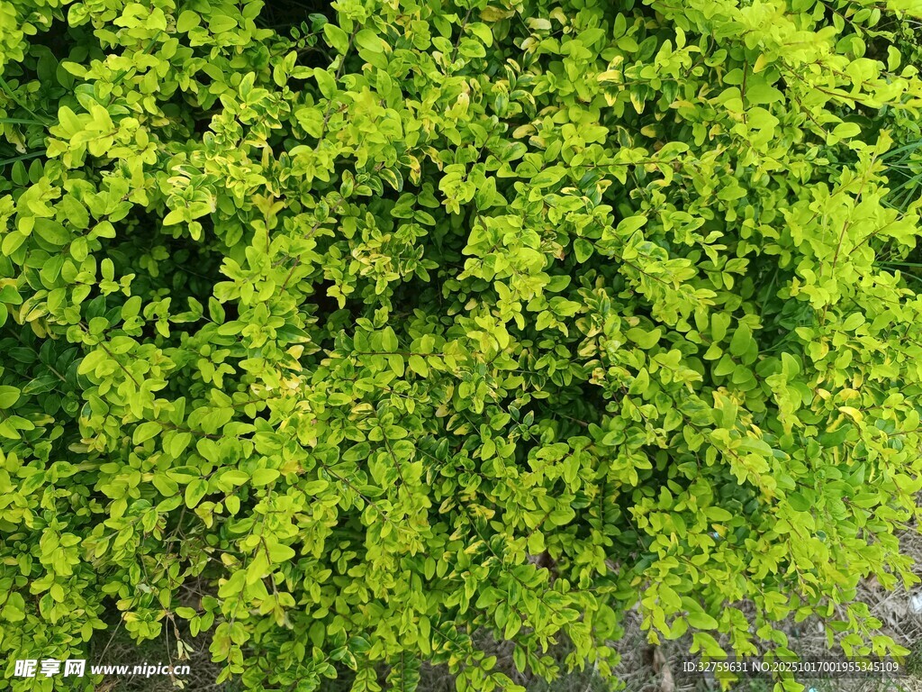 翠绿繁茂的植物景观
