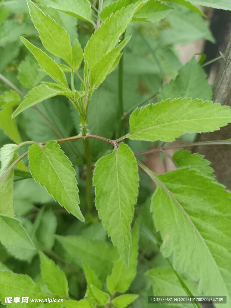 嫩绿枝叶植物特写