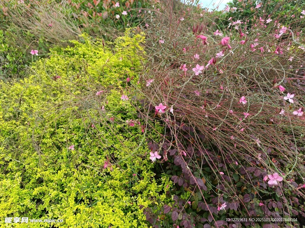 黄绿植物与粉花植物对比