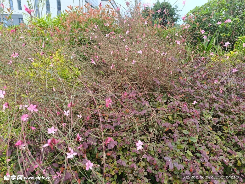 繁茂花丛绽放粉色小花