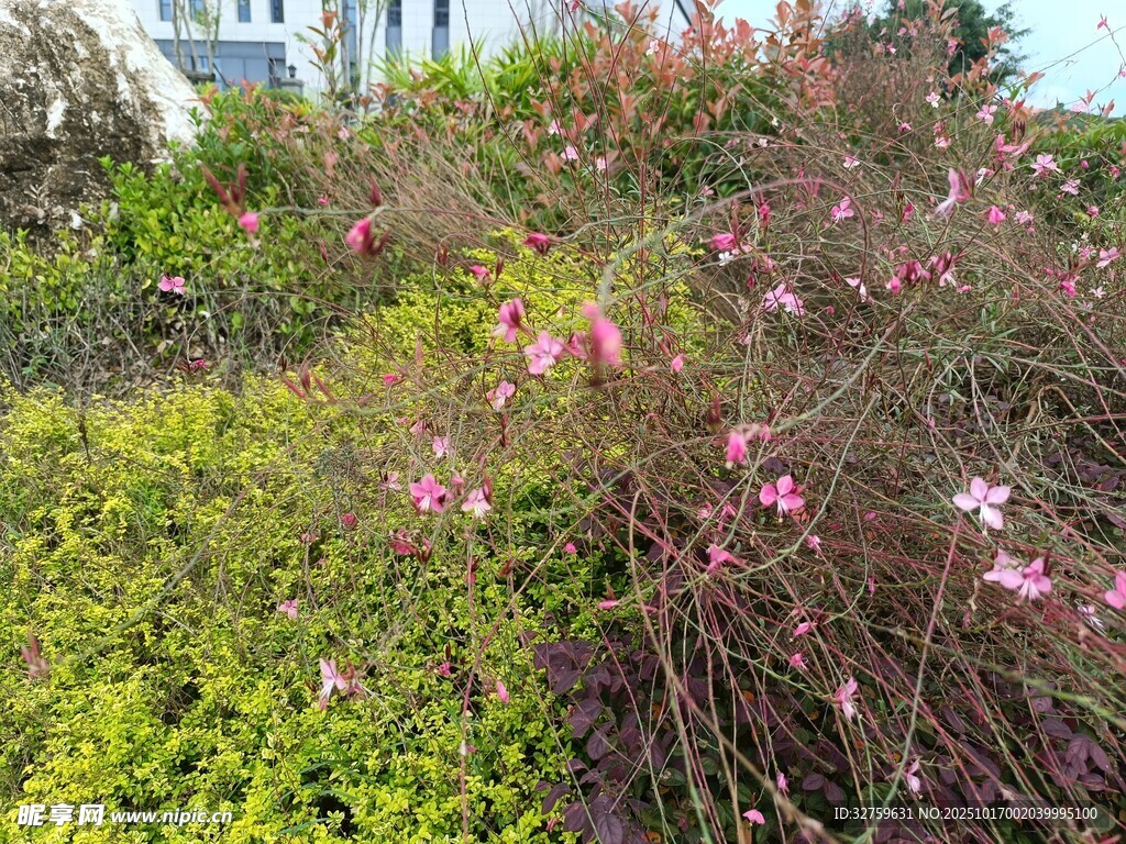 粉色花卉与绿植景观