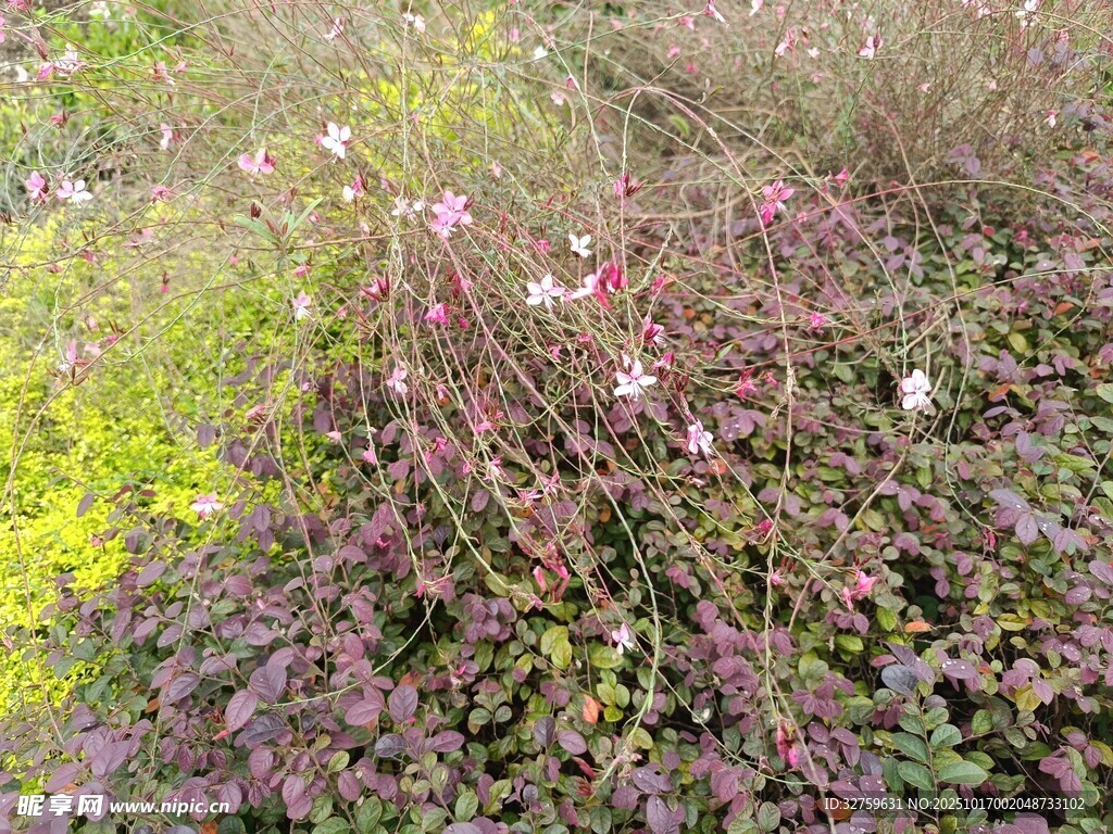 野外繁茂花草景观