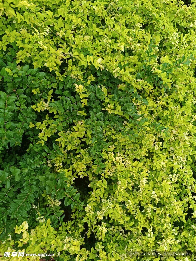 翠绿繁茂的植物叶片