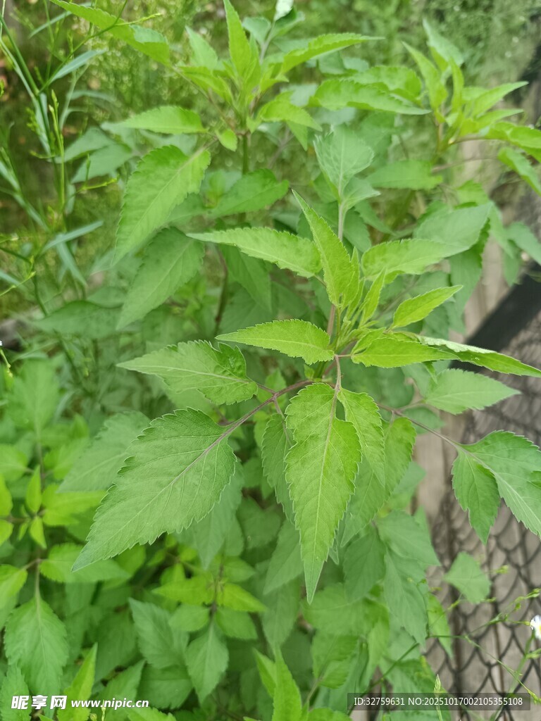 绿叶繁茂的绿色植物