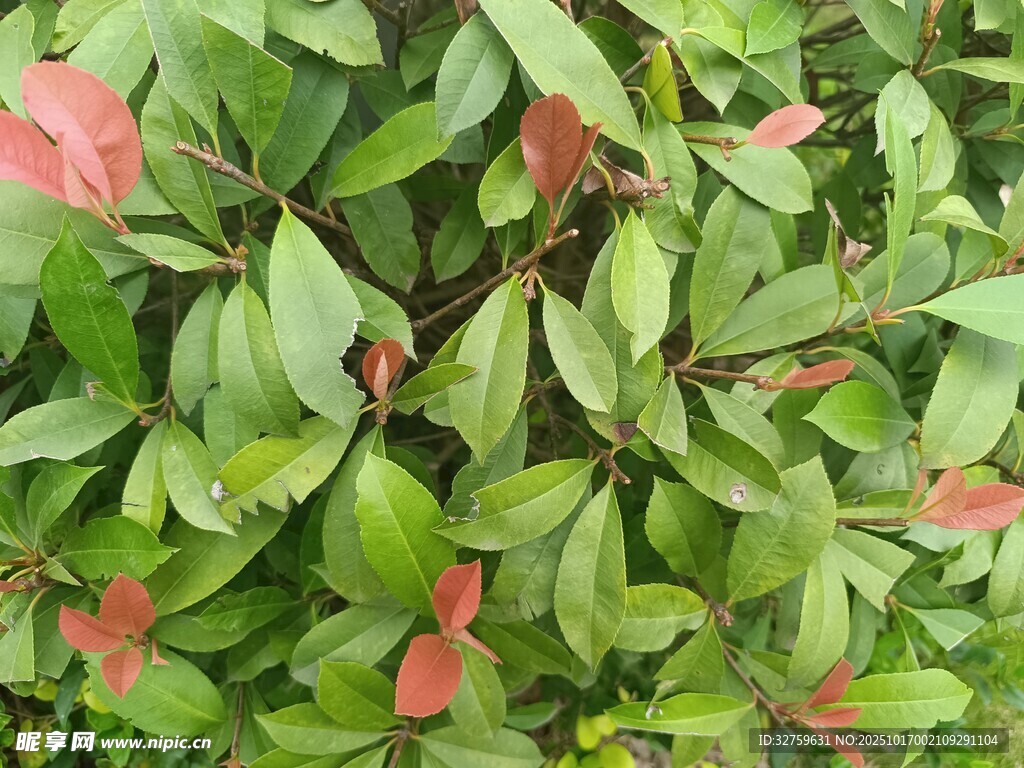 绿叶间的粉色花卉