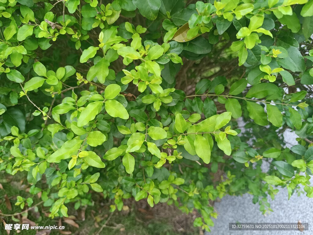 翠绿繁茂的绿植景观