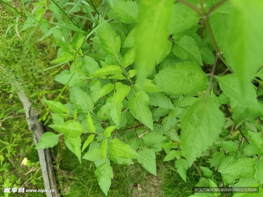 绿叶繁茂的植物景象