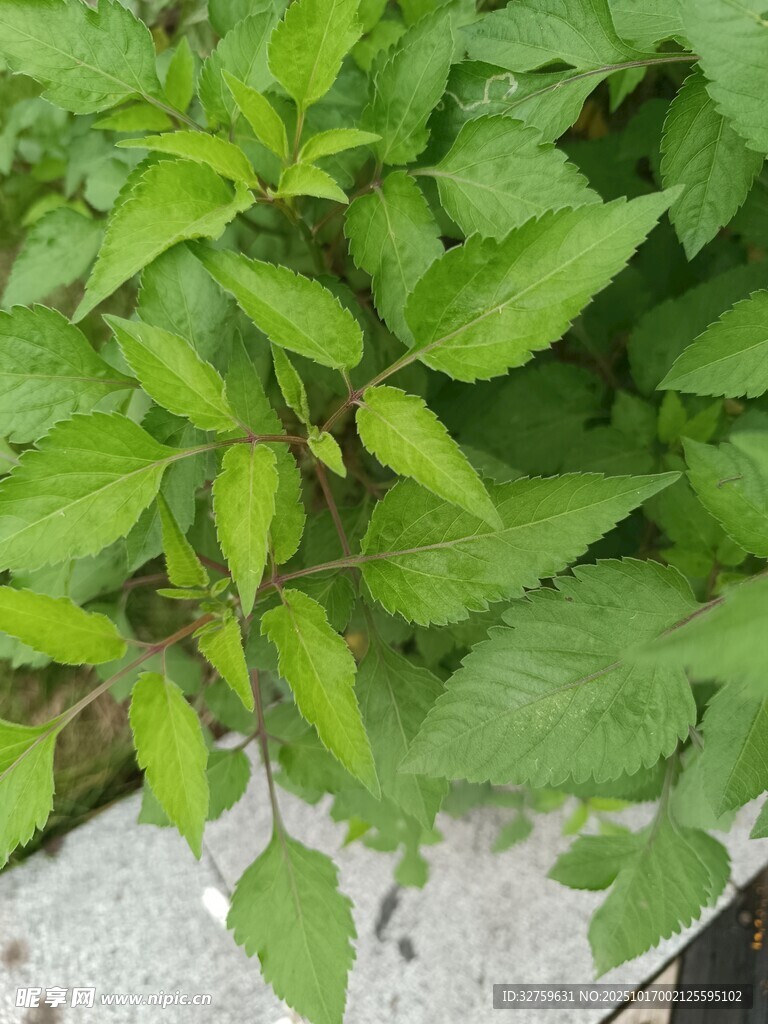 嫩绿清新的植物叶片