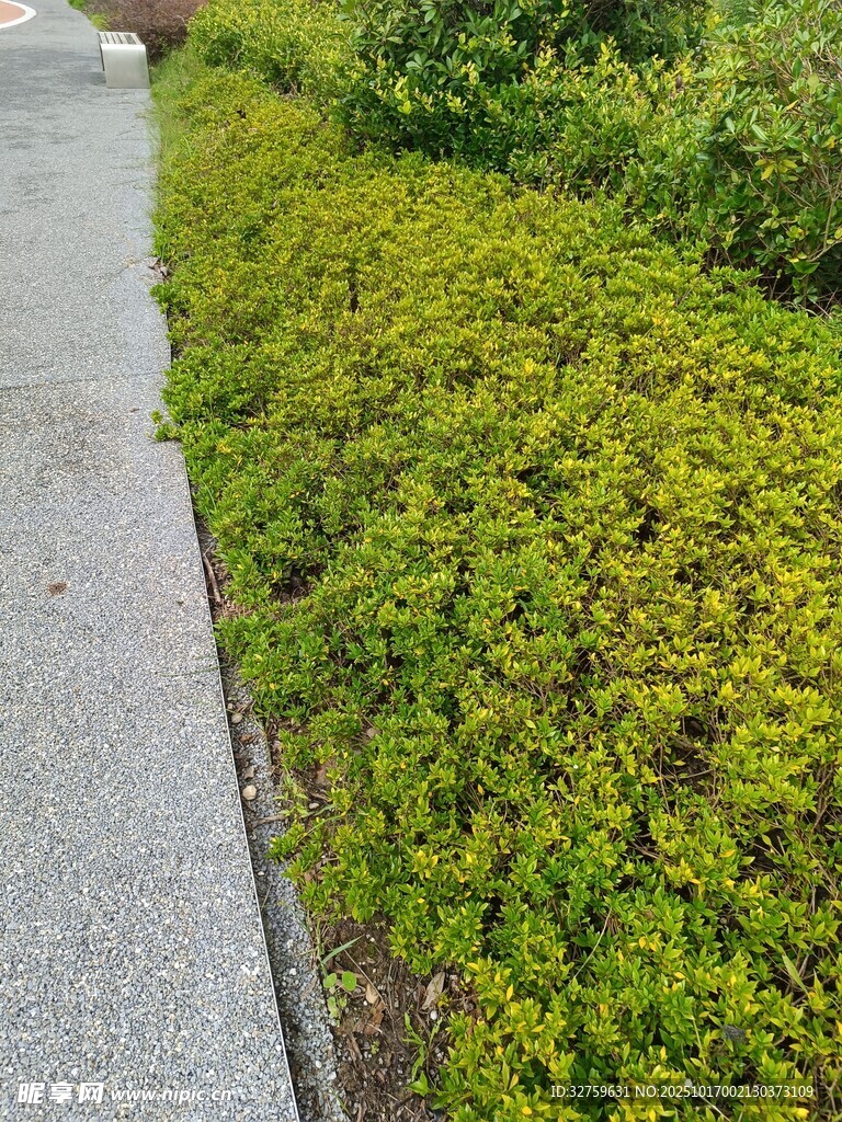 路边翠绿繁茂的低矮植被