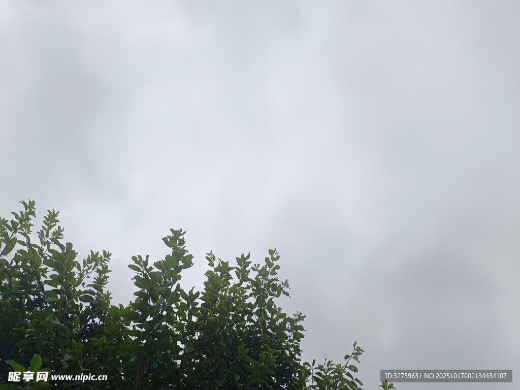 树梢之上的灰蒙天空