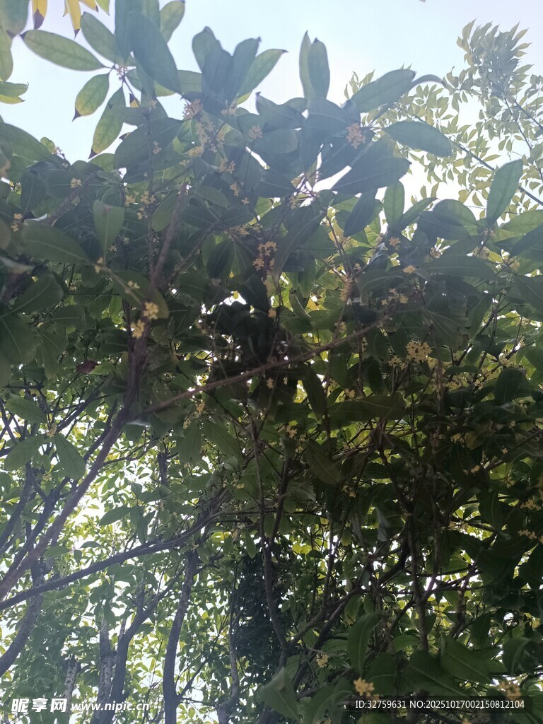 繁茂树林中的绿意景象