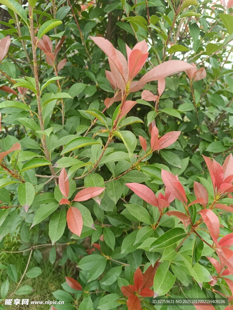 红叶绿植特写