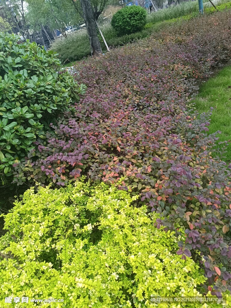 多彩植物装点的园林景观